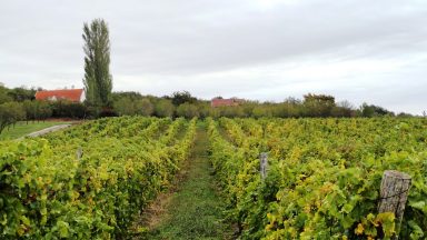 DSC05618 384x216