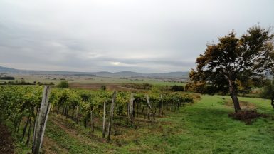 DSC05621 385x216